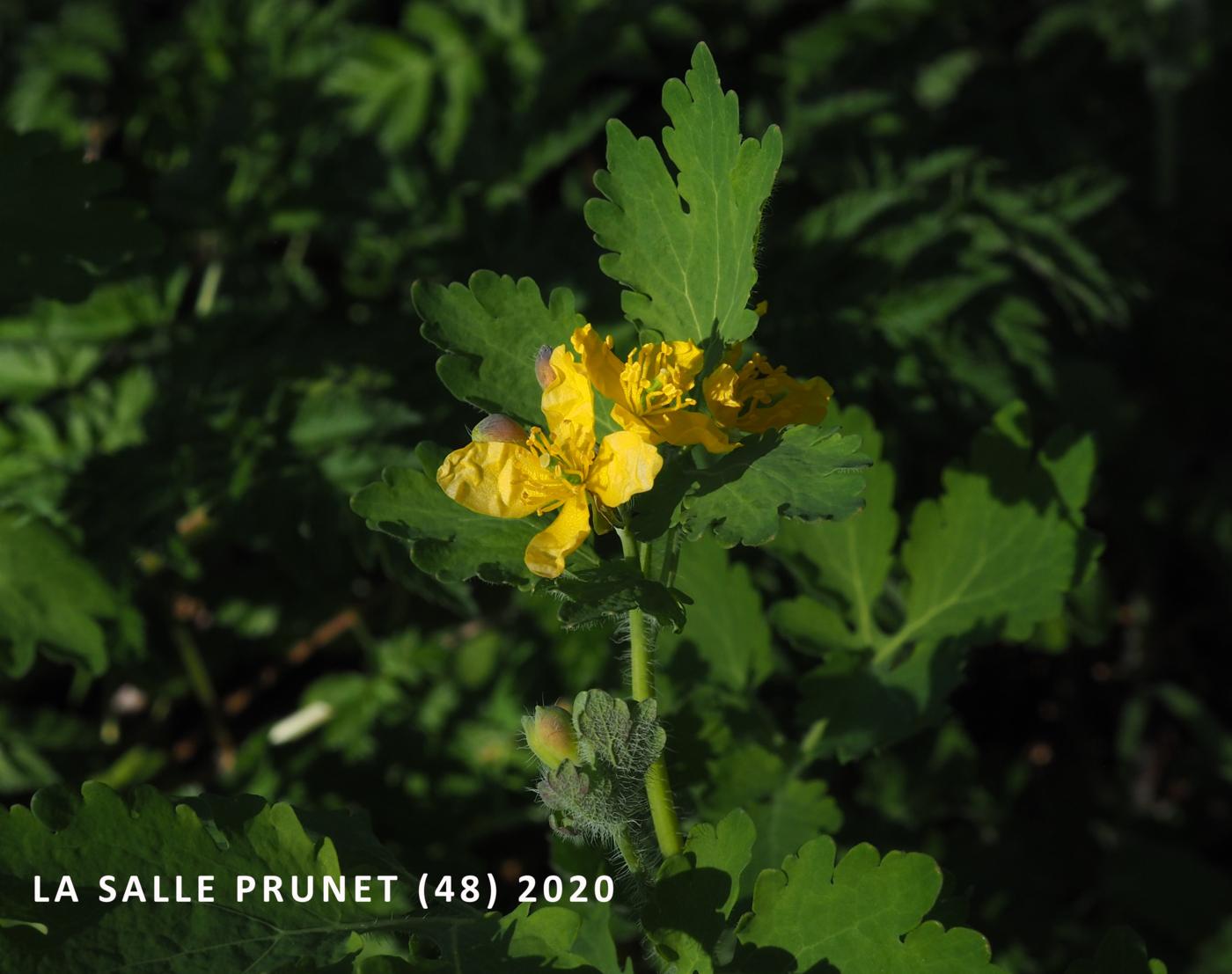 Greater Celandine flower